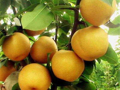 盛硕园艺 梨树苗 梨树苗价格 **梨树苗直销 品质保证