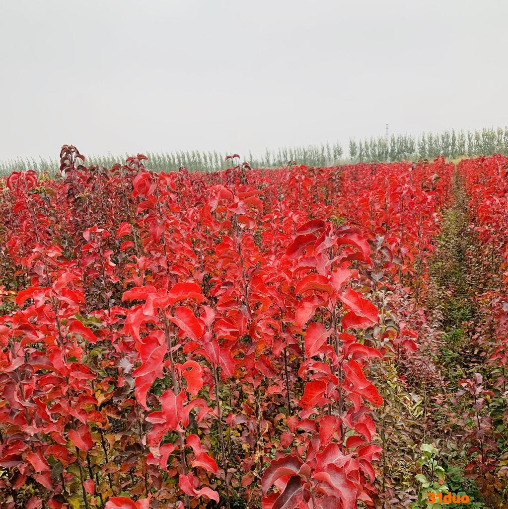 现货供应 彩叶豆梨 彩叶豆梨树苗 彩叶豆梨小苗 2公分彩叶豆梨 2公分彩叶豆梨树苗 2公分彩叶豆梨价格