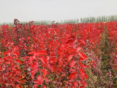 现货供应 彩叶豆梨 彩叶豆梨树苗 彩叶豆梨小苗 2公分彩叶豆梨 2公分彩叶豆梨树苗 2公分彩叶豆梨价格