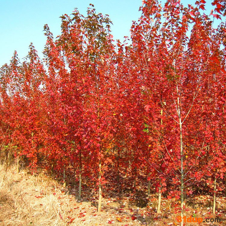 常年供应5公分美国红枫 5公分美国红枫小苗 红枫树苗 红枫小苗 现货供应 5公分美国红枫价格 5公分美国红枫小苗价格
