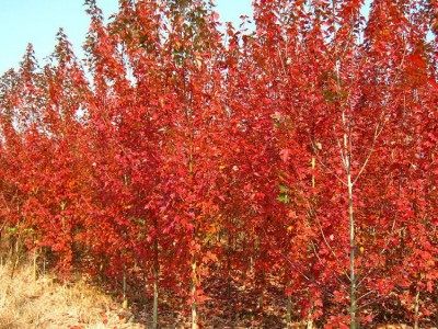 常年供应5公分美国红枫 5公分美国红枫小苗 红枫树苗 红枫小苗 现货供应 5公分美国红枫价格 5公分美国红枫小苗价格