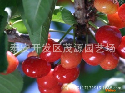 占地樱桃树苗，嫁接樱桃树苗，车厘子樱桃树苗