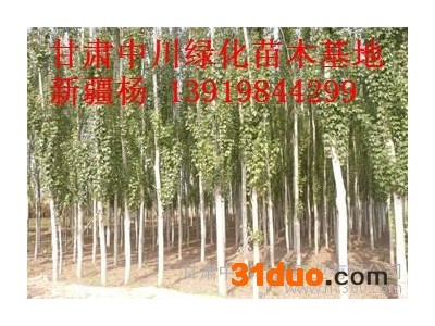 供应中川多种型号新疆杨树苗