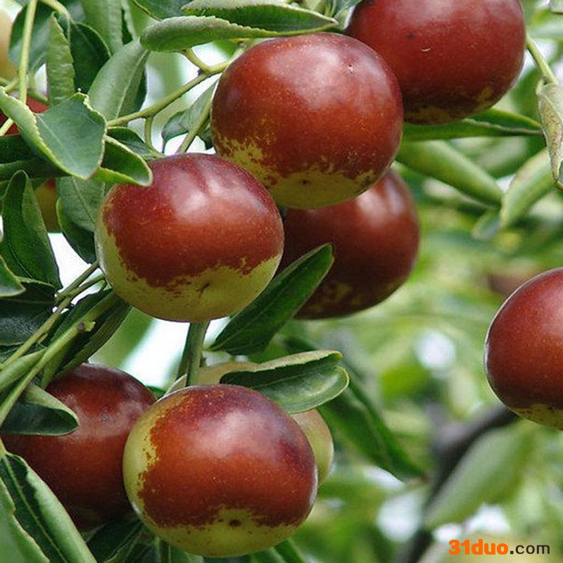 枣树苗 龙须枣树苗品种齐全 冬枣树苗结果多品质好 鼎源基地批发