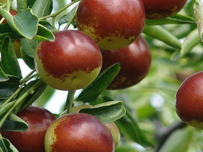 枣树苗 龙须枣树苗品种齐全 冬枣树苗结果多品质好 鼎源基地批发