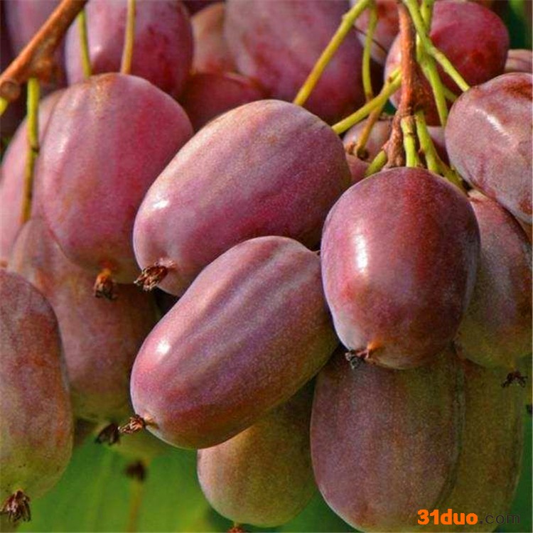 软枣子树苗 软枣子树苗批发 益农苗圃软枣子基地 软枣子树苗种植 软枣子树苗价格