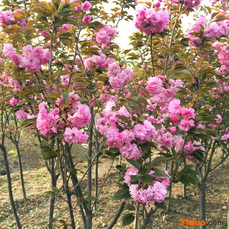 樱花苗,樱花苗木,樱花种苗,樱花树苗,垂枝樱花,种植基地  樱花树苗