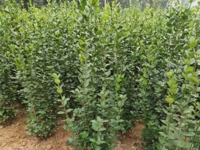 苗圃供应大叶黄杨树苗 冬青树苗 北海道黄杨 绿篱绿化苗木 欢迎咨询