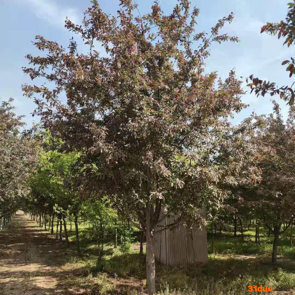 鸿之亮销售6-18公分海棠 垂丝海棠 海棠苗 海棠树 海棠树苗 现货 多规格可选 海棠价格 垂丝海棠价格