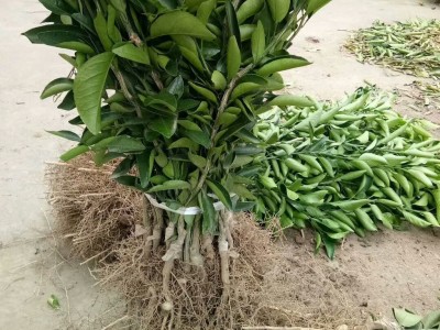 崇左-春见树苗基地-耙耙柑苗-春见苗