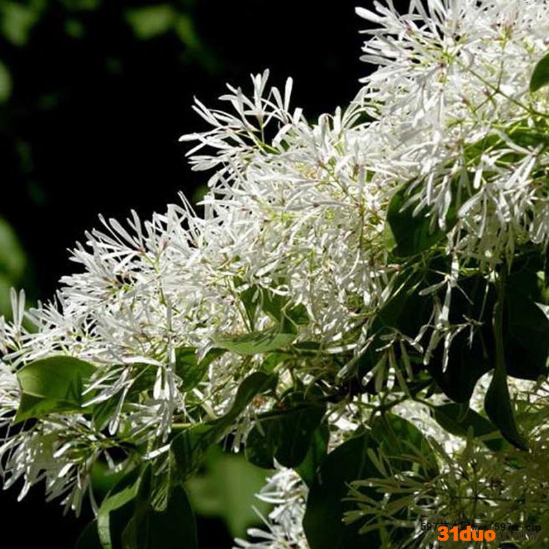 流苏苗 绿化苗木流苏苗价格 庭院风景树苗 鼎源基地批发