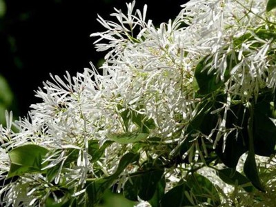 流苏苗 绿化苗木流苏苗价格 庭院风景树苗 鼎源基地批发