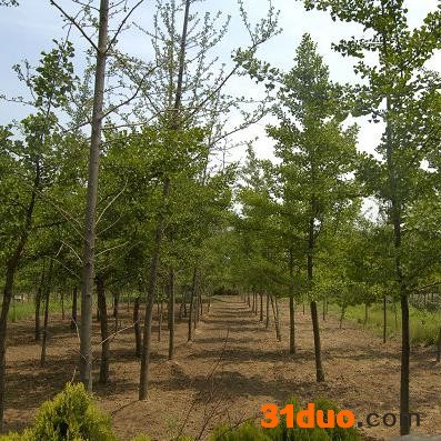 银杏 银杏苗 银杏小苗 银杏树苗 批发采购8公分银杏 8公分银杏苗 8公分银杏小苗 8公分银杏树苗 8公分银杏树价格