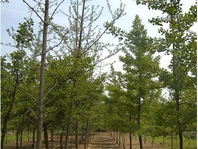 银杏 银杏苗 银杏小苗 银杏树苗 批发采购8公分银杏 8公分银杏苗 8公分银杏小苗 8公分银杏树苗 8公分银杏树价格