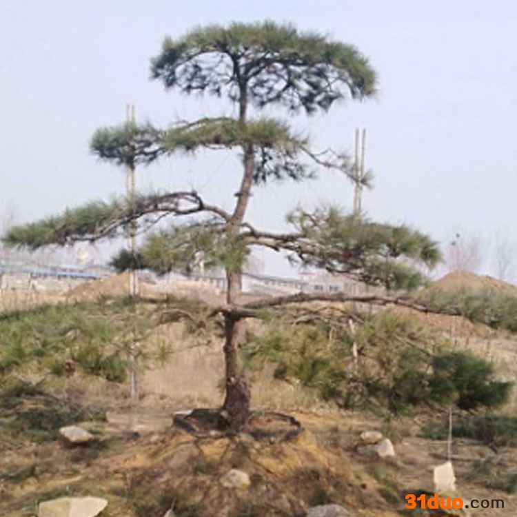 造型松基地批发绿化专用造型独特油松树苗 油松小苗价格