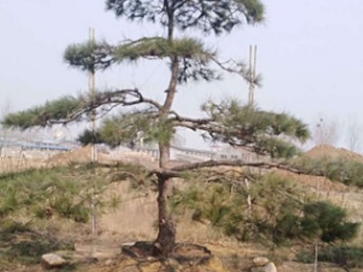 造型松基地批发绿化专用造型独特油松树苗 油松小苗价格