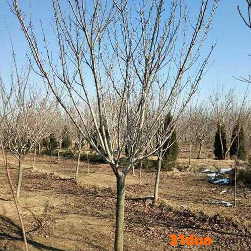 樱花树 染井吉野樱花樱花树 樱花树苗 樱花树批发 25公分樱花树 25公分樱花树价格批发 樱花树价格