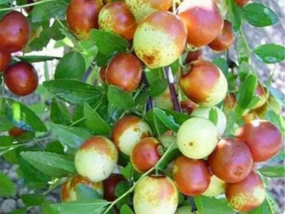 盛硕园艺 枣树苗 枣树苗价格 **枣树苗直销 品质保证