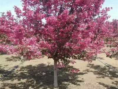 基地直销 海棠树   3 4  5 6公分海棠树种植基地 带土球发货 绚丽海棠树 5公分西府海棠树苗