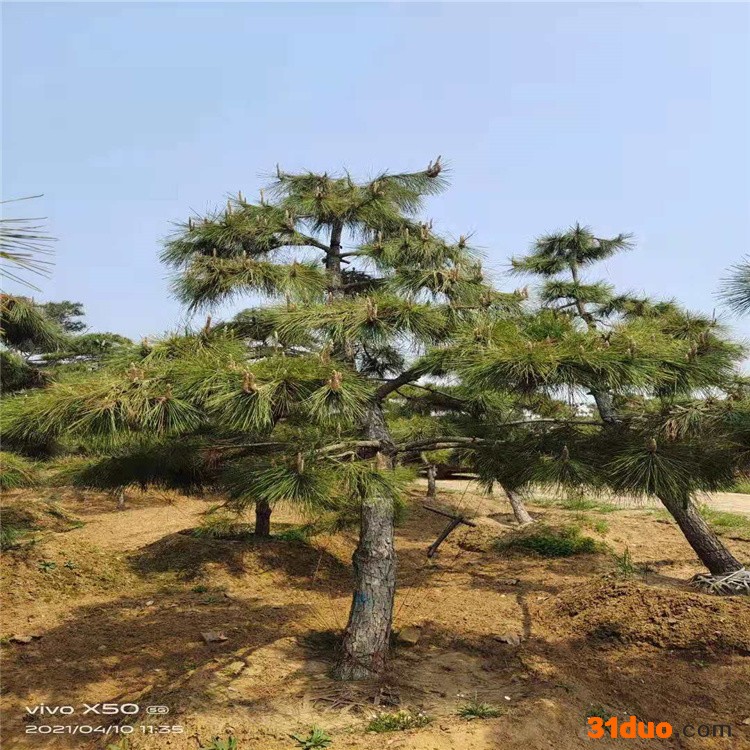 现货造型油松树苗 东北黑松树苗 油松基地 齐全苗圃