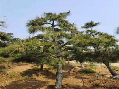 现货造型油松树苗 东北黑松树苗 油松基地 齐全苗圃