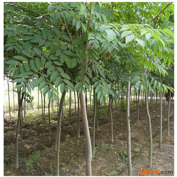 栾树 栾树苗厂家 栾树价格 栾树苗电话 栾树苗基地  花木专业合作社