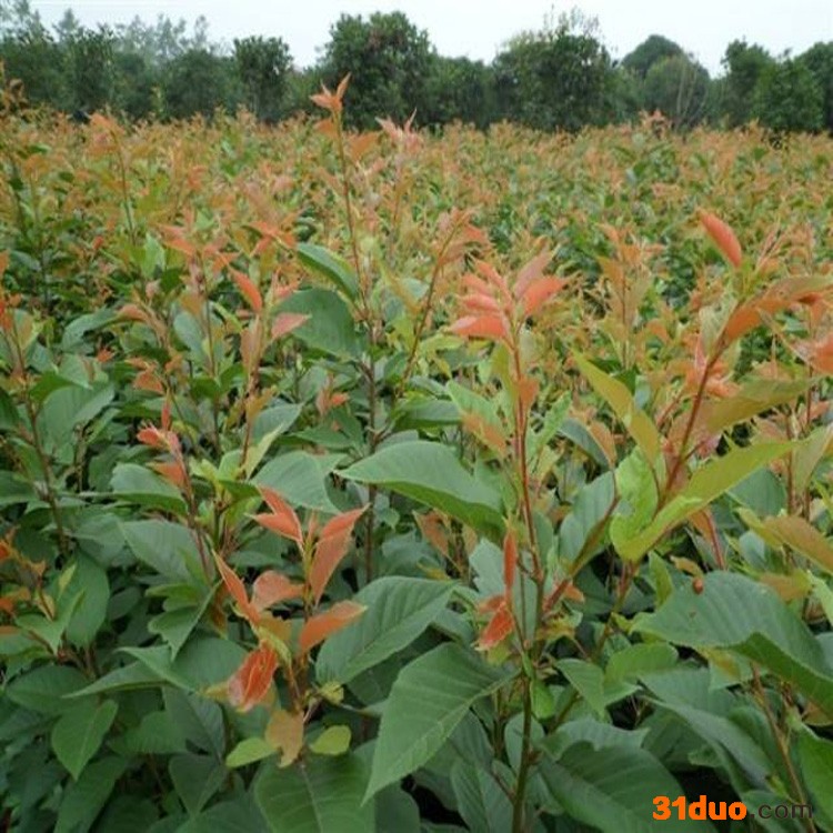 绿化树苗 樱花 批发樱花树苗