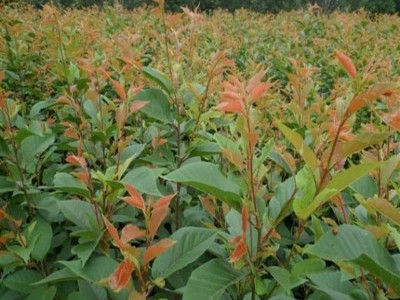 绿化树苗 樱花 批发樱花树苗