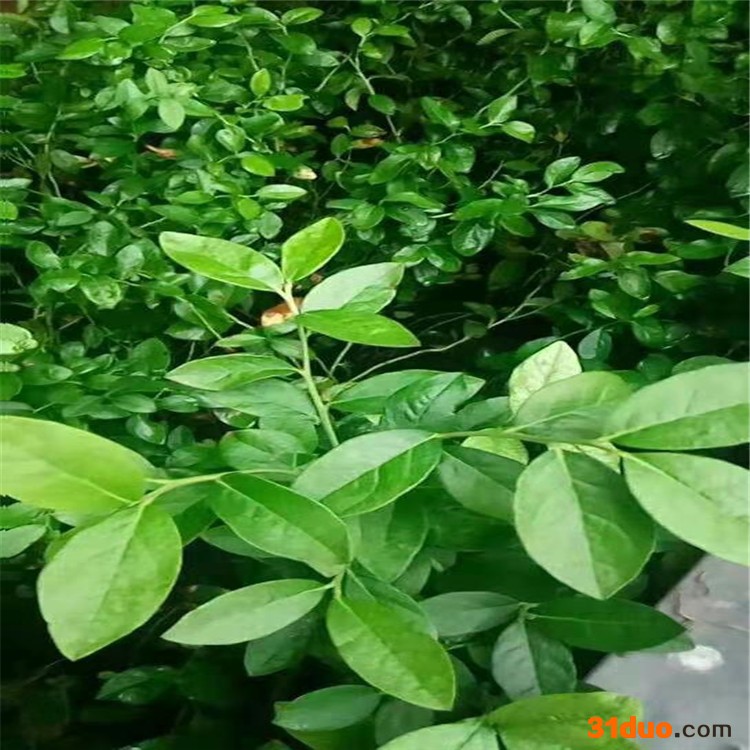 蓝莓树苗基地 蓝莓树苗 泰安凯越