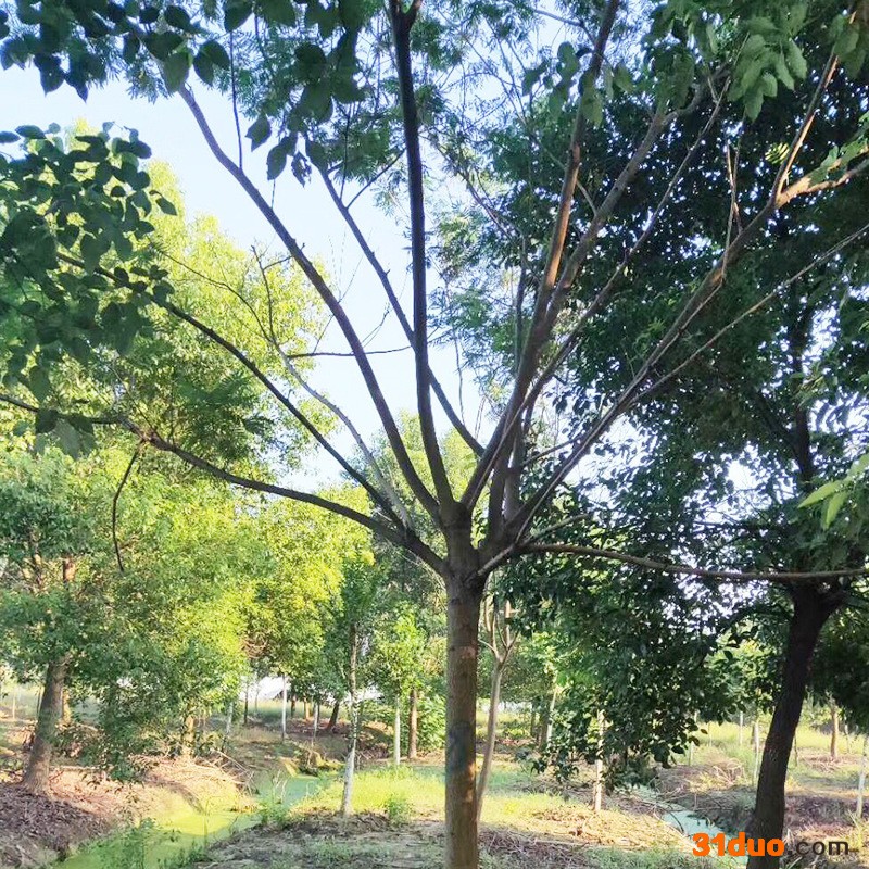 鸿之亮苗木供应8-30公分垂柳 垂柳树苗 8-20公分合欢 合欢树苗 合欢树 多规格垂柳合欢  垂柳价格  合欢价格