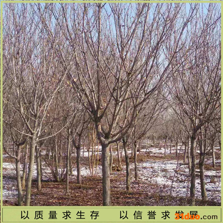 景观樱花树苗 绿化樱花树苗 庭院樱花小苗山东销售