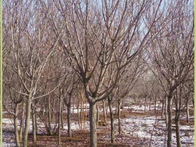 景观樱花树苗 绿化樱花树苗 庭院樱花小苗山东销售