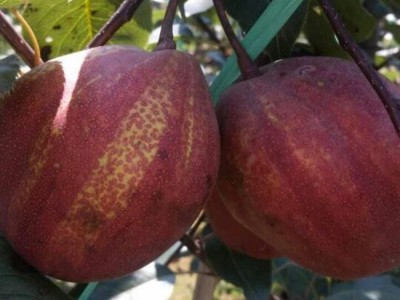 批发早酥红梨苗 梨树苗基地 泰安方园苗木 **梨树苗批发 **价廉 欢迎选购