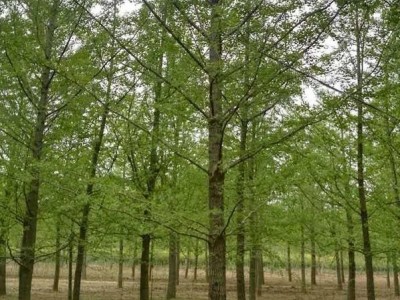 厂家直供10-45公分皂角树 皂角树苗 5-40公分银杏 银杏树 银杏树苗 现货 皂角树价格 银杏树价格