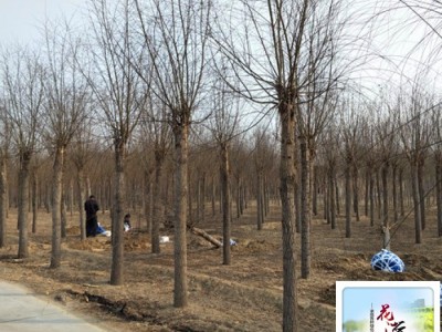 垂柳树苗价格_垂柳的价格_17公分垂柳价格