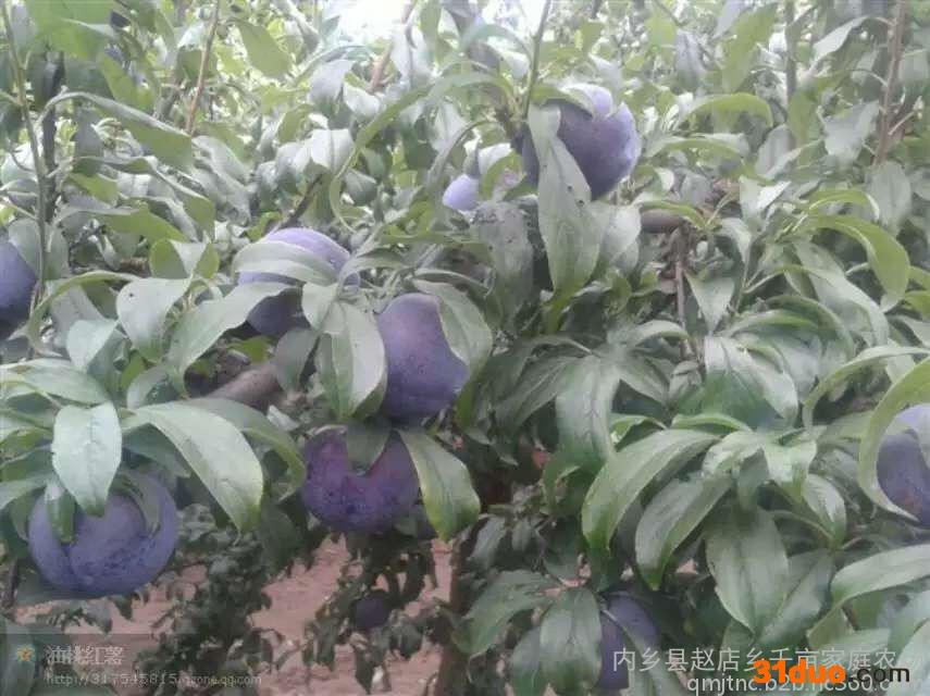 果树苗 李子树苗  美国黑李子树苗   嫁接苗当年结果苗南北方种植