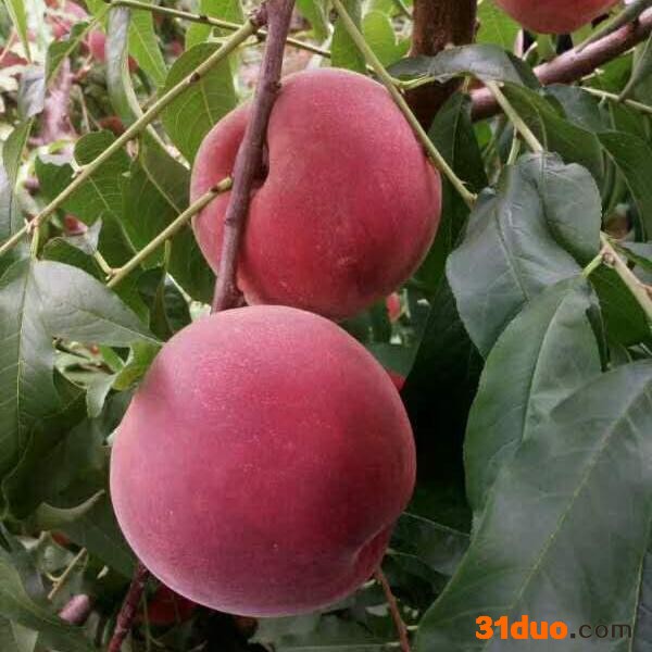 青州利群桃树苗 秋彤桃苗 秋彤桃树苗