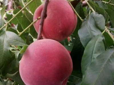 青州利群桃树苗 秋彤桃苗 秋彤桃树苗