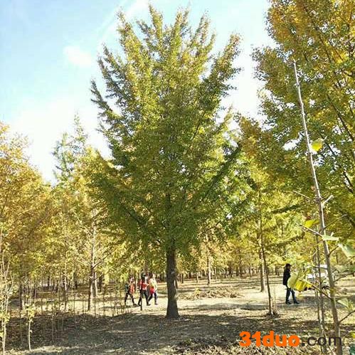 专业苗木供销社 销售 银杏树 银杏树苗 30公分银杏树 多规格可选 量大价优 银杏树价格 30公分银杏树价格