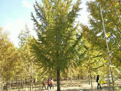 专业苗木供销社 销售 银杏树 银杏树苗 30公分银杏树 多规格可选 量大价优 银杏树价格 30公分银杏树价格