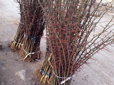 融熹出售 皂角树苗 基地直销大刺皂角树  药用价值高 1 2 3 4公分皂角树小苗价格