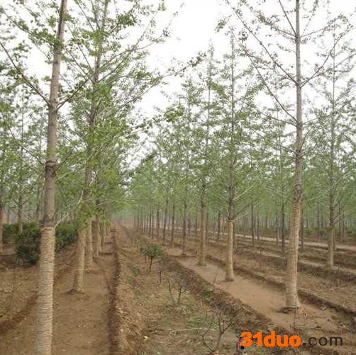 10公分银杏树 10公分银杏树苗 批发10公分银杏树 10公分银杏树价格 10公分银杏树苗价格 10公分银杏