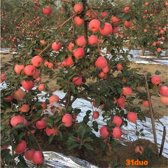 低价供应苹果树苗 烟富苹果树苗批发 苹果树苗培育基地 泰安吉发苗木基地 欢迎前来选购 供应苹果树苗