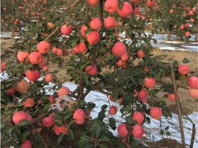 低价供应苹果树苗 烟富苹果树苗批发 苹果树苗培育基地 泰安吉发苗木基地 欢迎前来选购 供应苹果树苗
