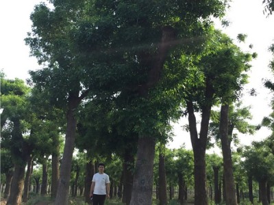 2公分山东树苗白蜡树润轩苗木