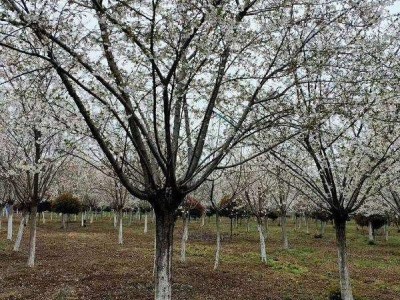 销售10公分樱花 10公分晚樱 10公分樱花树 10公分樱花树苗 量大价优 10公分樱花价格 10公分晚樱价格