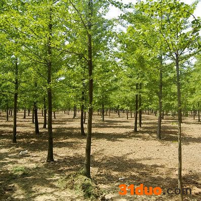 银杏树 银杏树苗  银杏小苗 银杏树价格 森艺苗木销售多规格 银杏树 实生银杏树 20公分银杏树 20公分银杏树价格