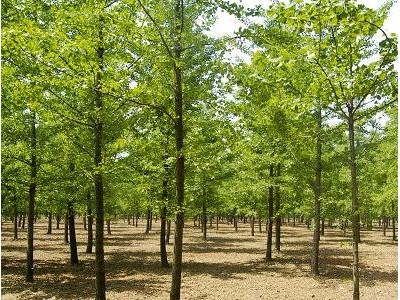 银杏树 银杏树苗  银杏小苗 银杏树价格 森艺苗木销售多规格 银杏树 实生银杏树 20公分银杏树 20公分银杏树价格