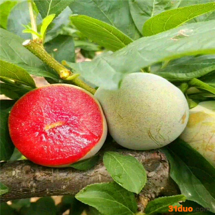 李子树苗 李子树苗批发 益农苗圃李子基地 李子树苗产地 李子树苗价格