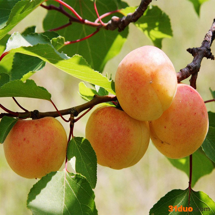 杏树苗 红丰甜杏树苗批发 味道棒 珍珠油杏树苗价格 裕丰实地看货起苗